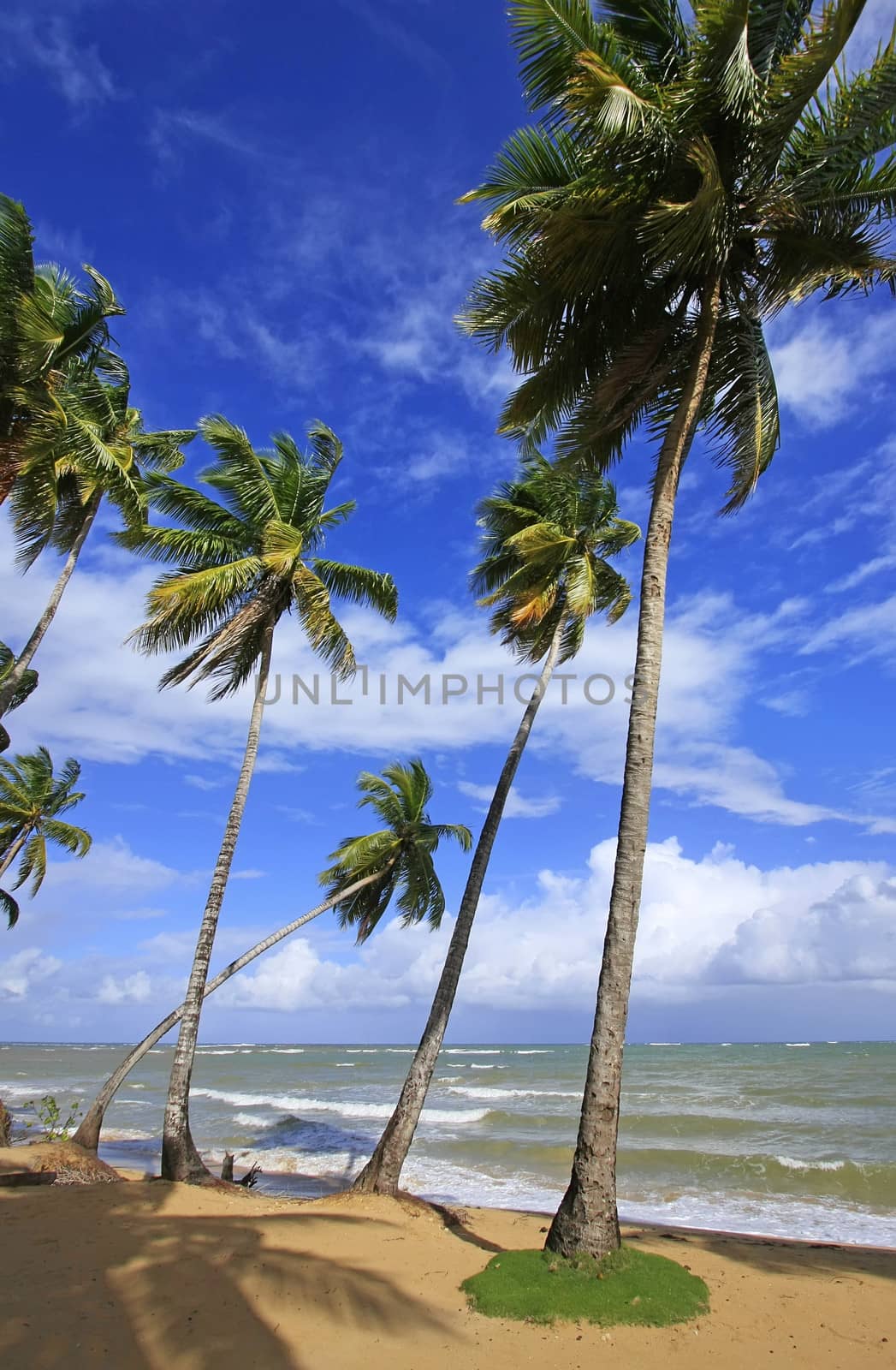 Las Terrenas beach, Samana peninsula, Dominican Republic by donya_nedomam