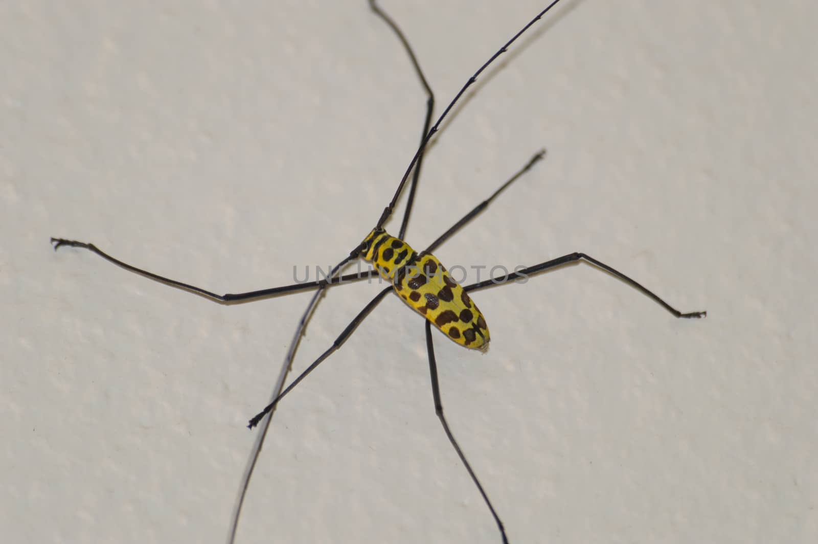 Cerambycidae or Longhorn Beetle. Thailand, Chonburi, Naklua area. 2013.