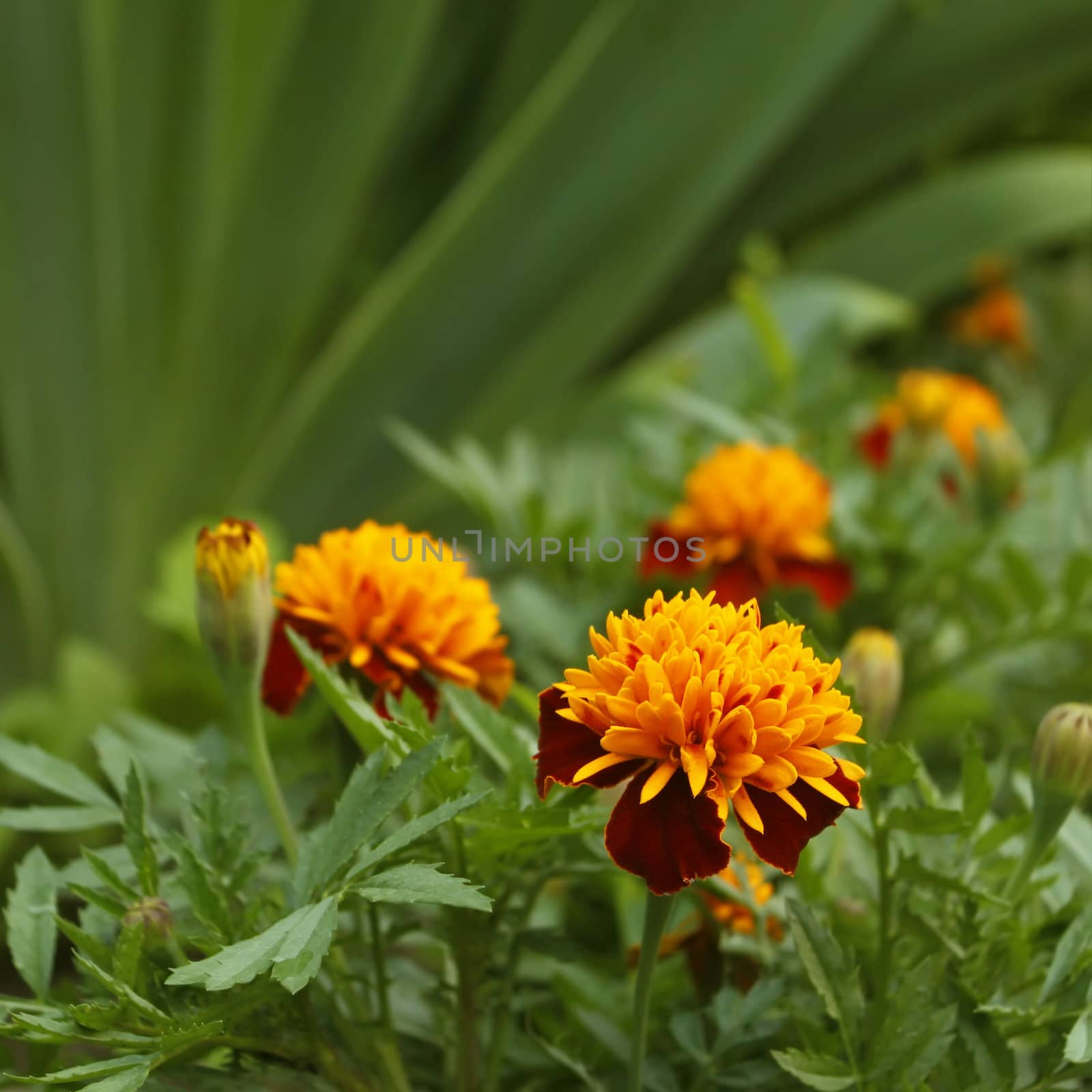 Group of marigold flowers growing in flower bed