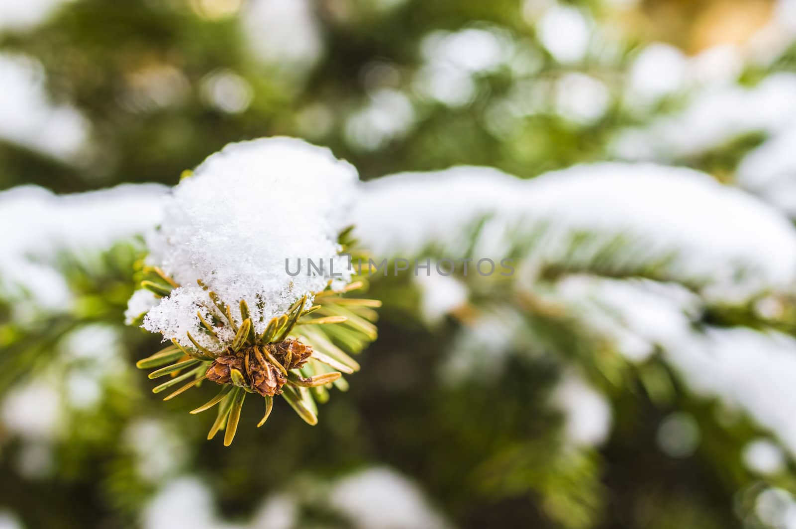 Detail of a fir under the snow