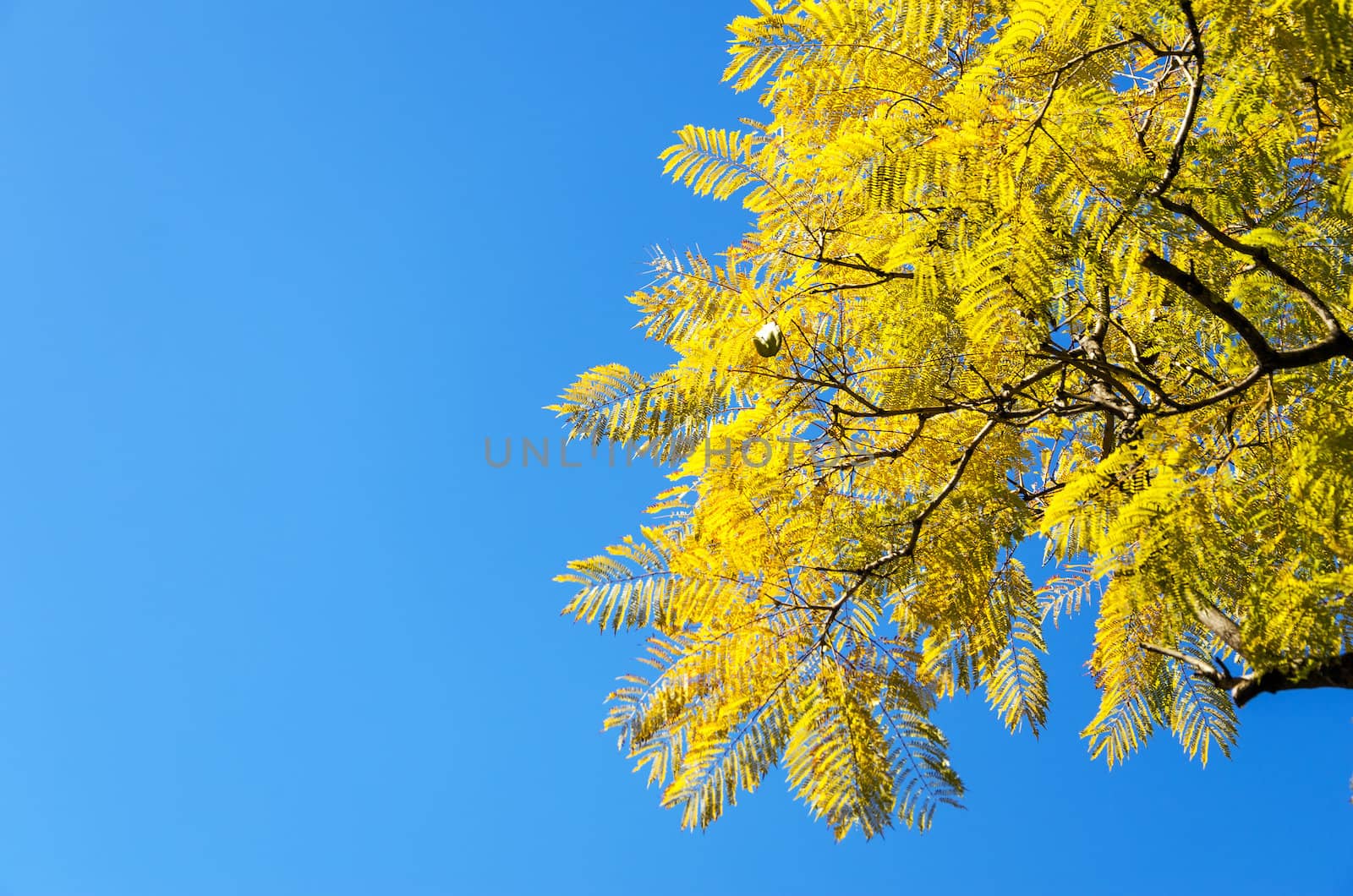 Yellowish Leaves by jkraft5