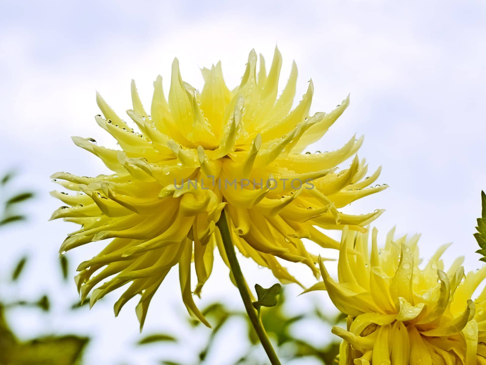 Yellow dahlia against the sky by qiiip