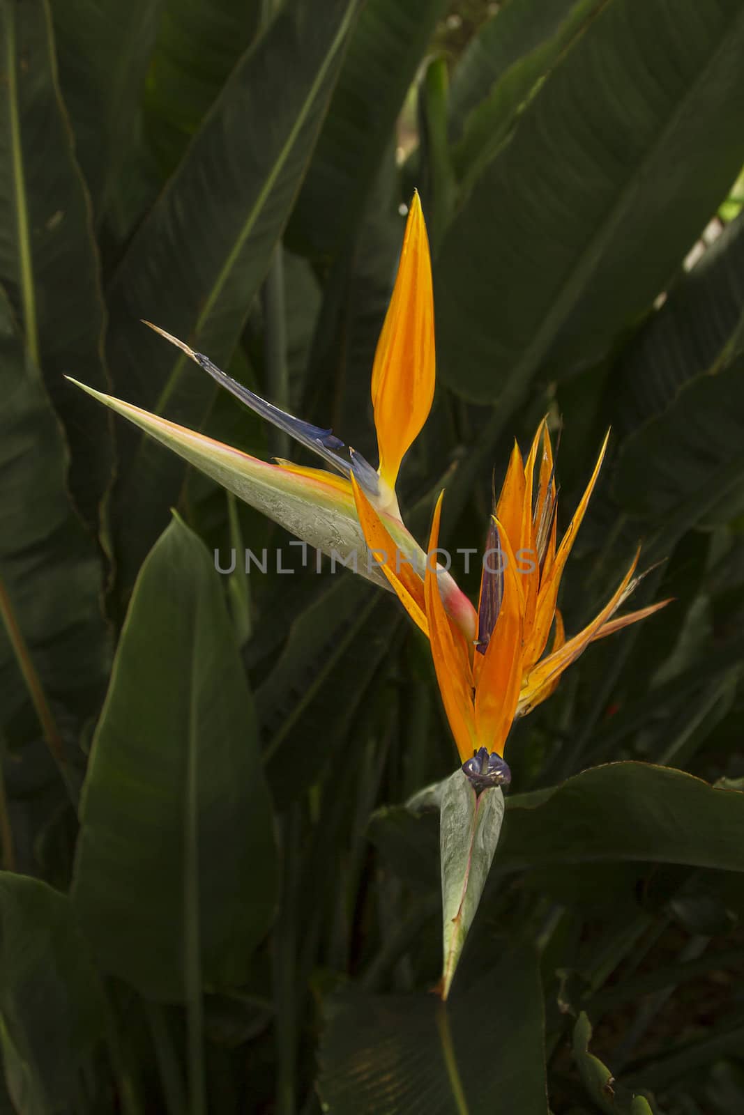 two bird of paradise growing in the wild