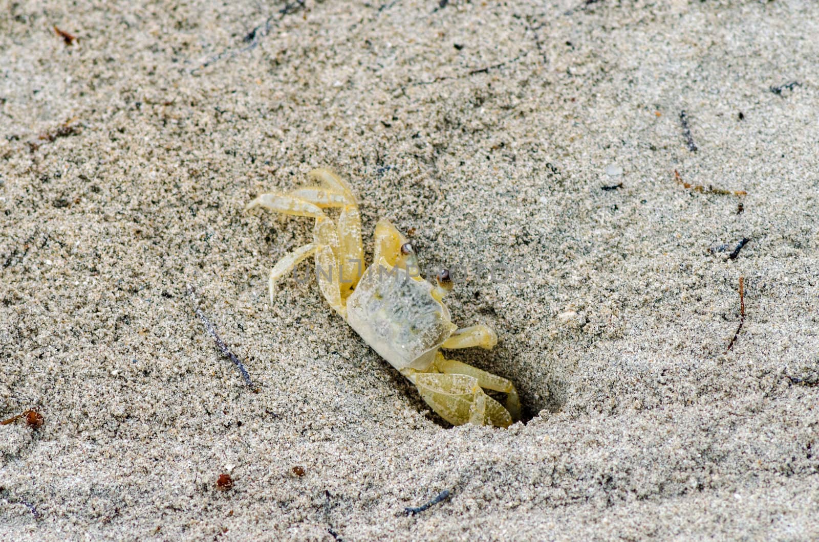 Sand Crab by jkraft5