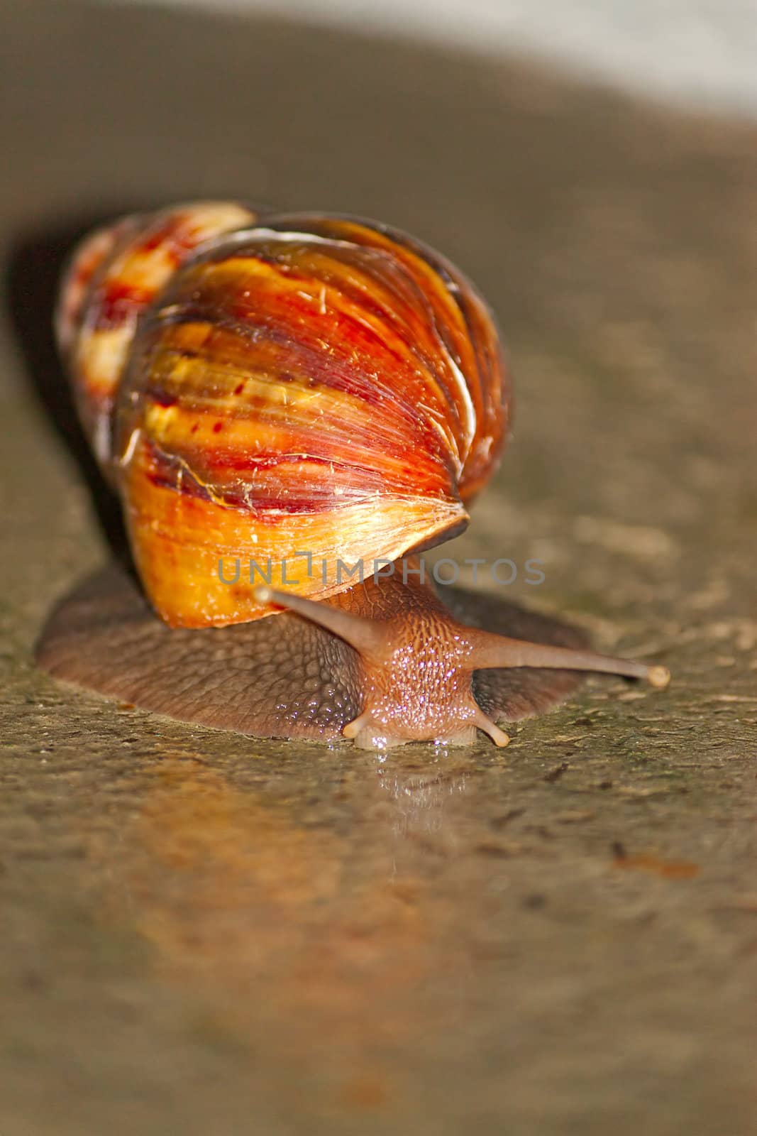 snail by zhannaprokopeva