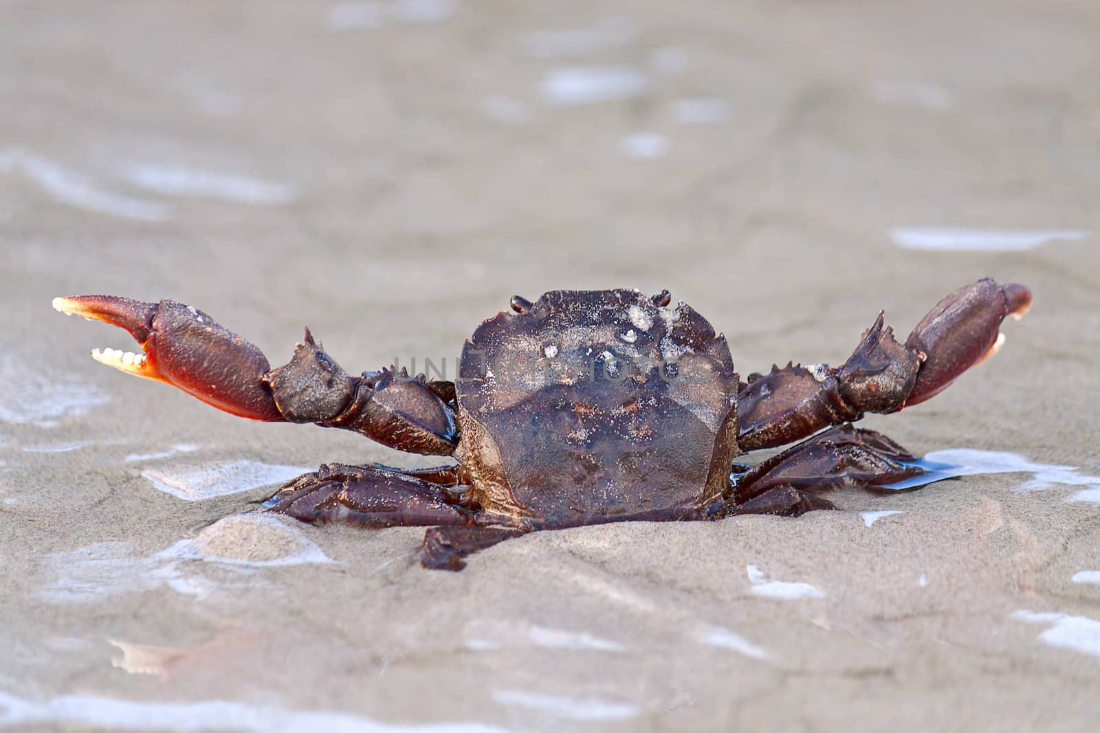 Crab in  awesome position in  sand, Thailand.