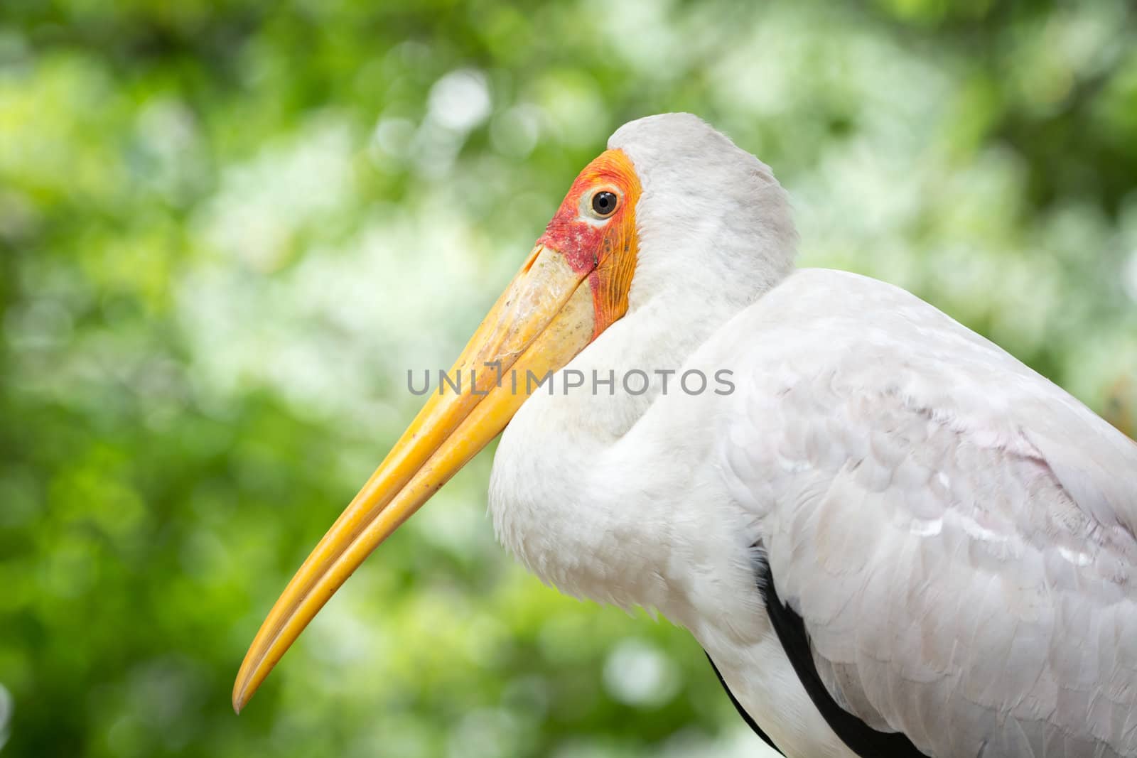 Serious view of bird profile with greet tree on background. Yellow-billed stork (Mycteria ibis).