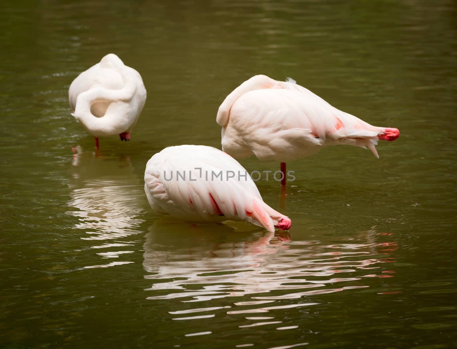 Three greet white flamingo birds resting in a lake