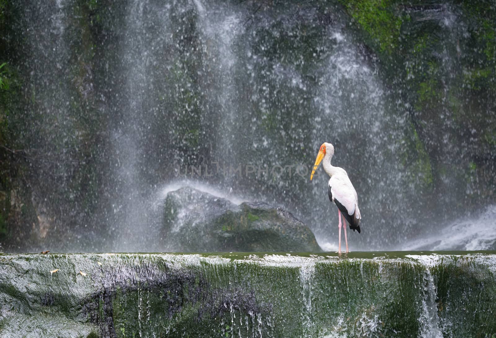 Milky stork  in front of a waterfall by iryna_rasko
