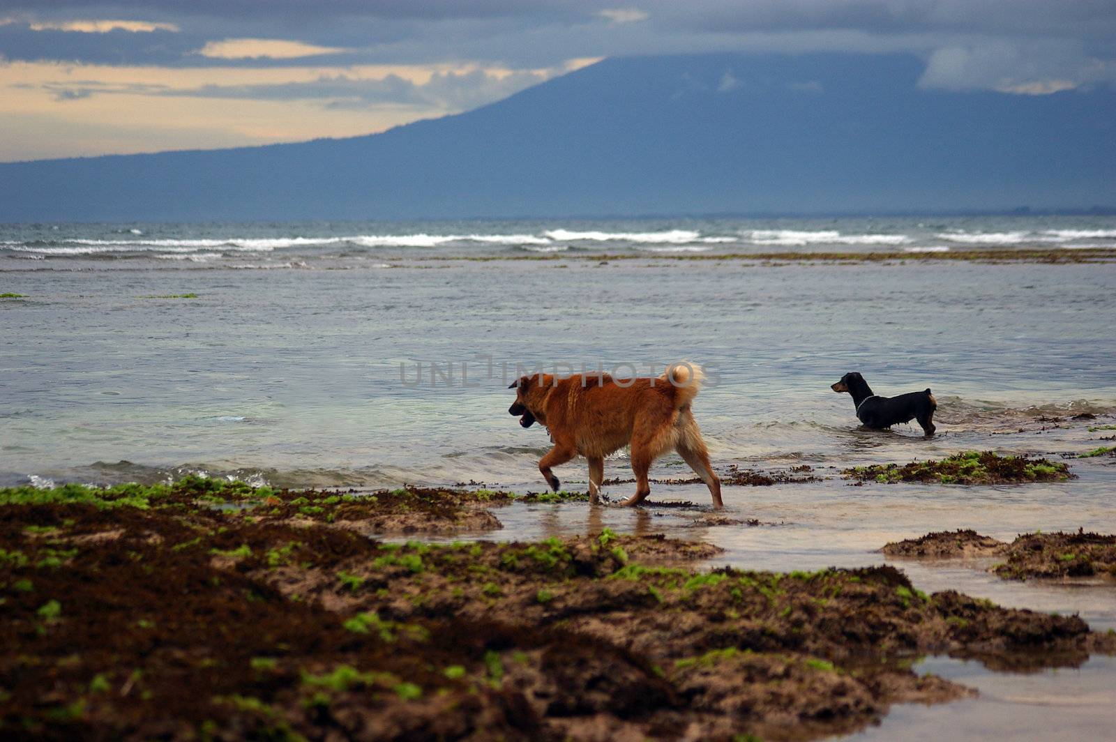 Dogs on the beach walking out to sea.