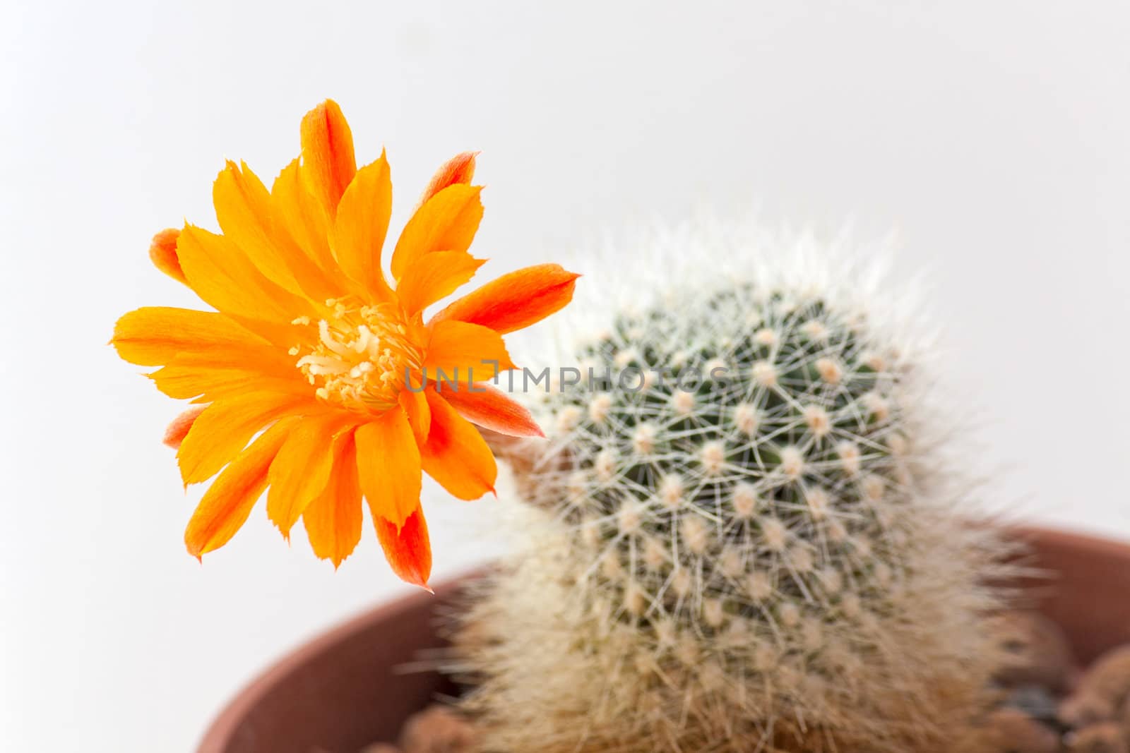 Cactus flowers  on light  background.Image with shallow depth of field.