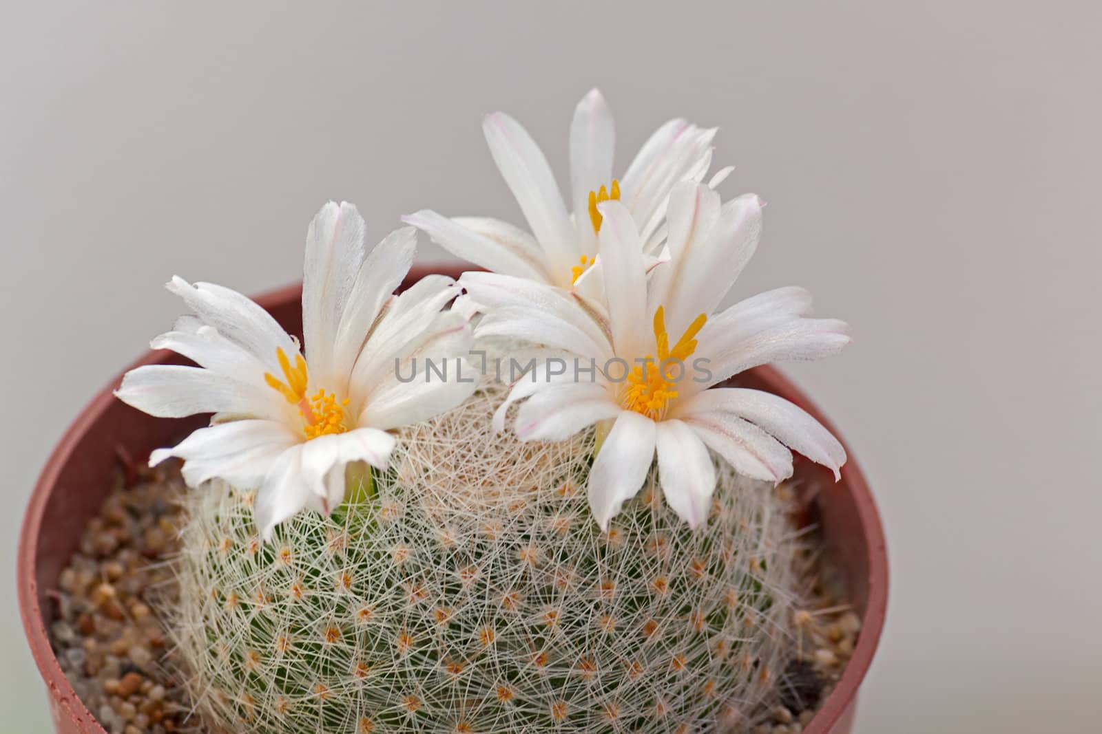 Cactus flowers  on light  background.Image with shallow depth of field.