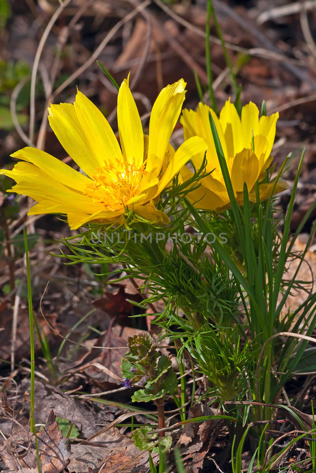 Yellow  Adonis in spring forest on background of leaves, Russia.