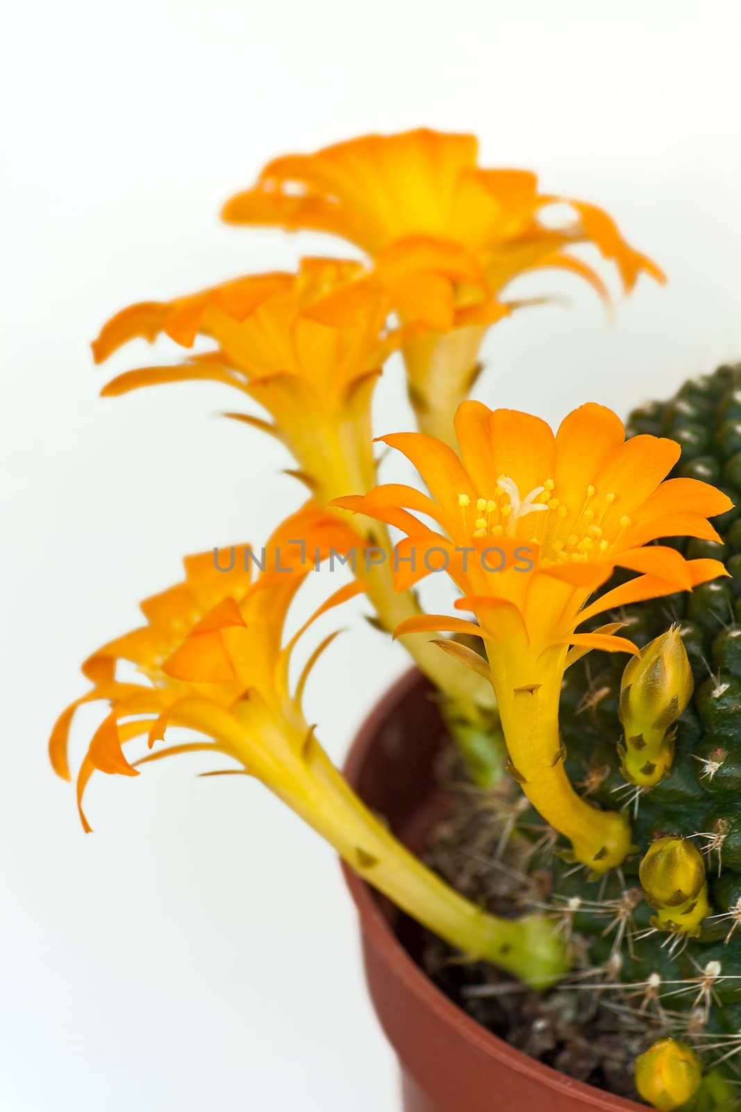 Cactus flowers  on light  background.Image with shallow depth of field.