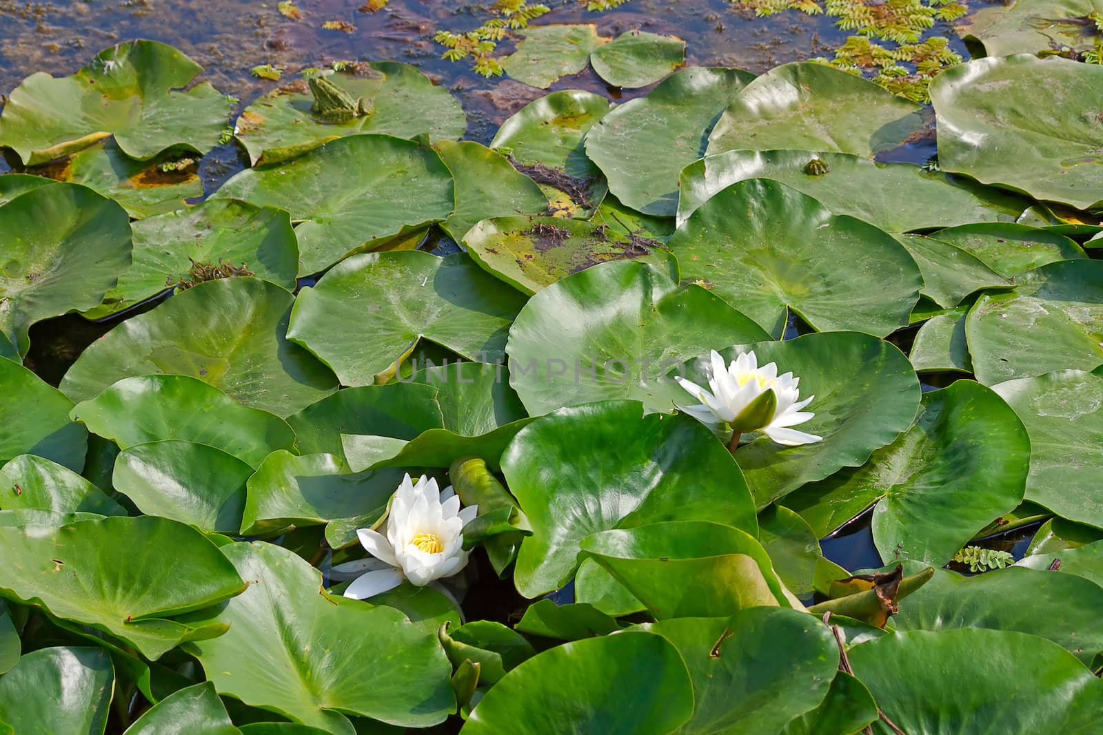 White waterlilys  on background of leaves in  pond.