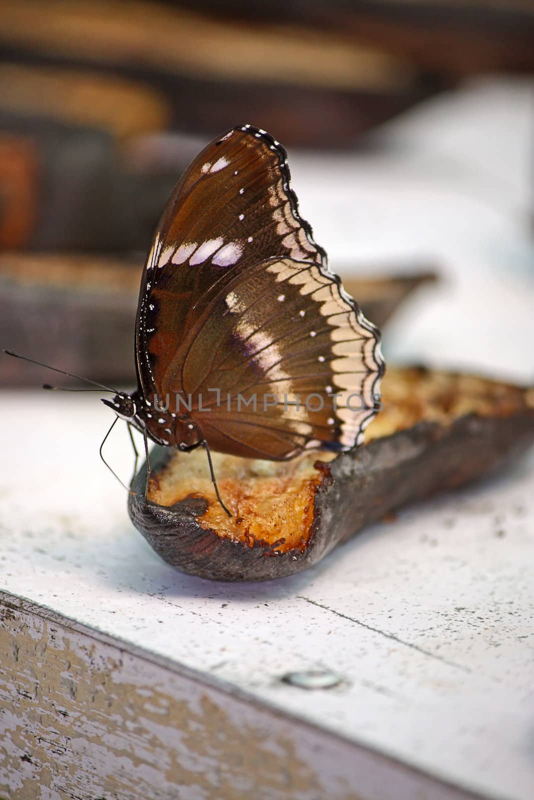 butterfly by zhannaprokopeva