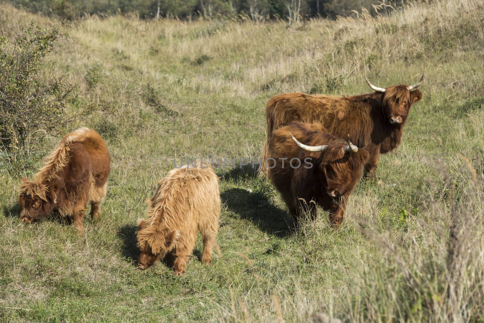 family  galloway and two young  by compuinfoto