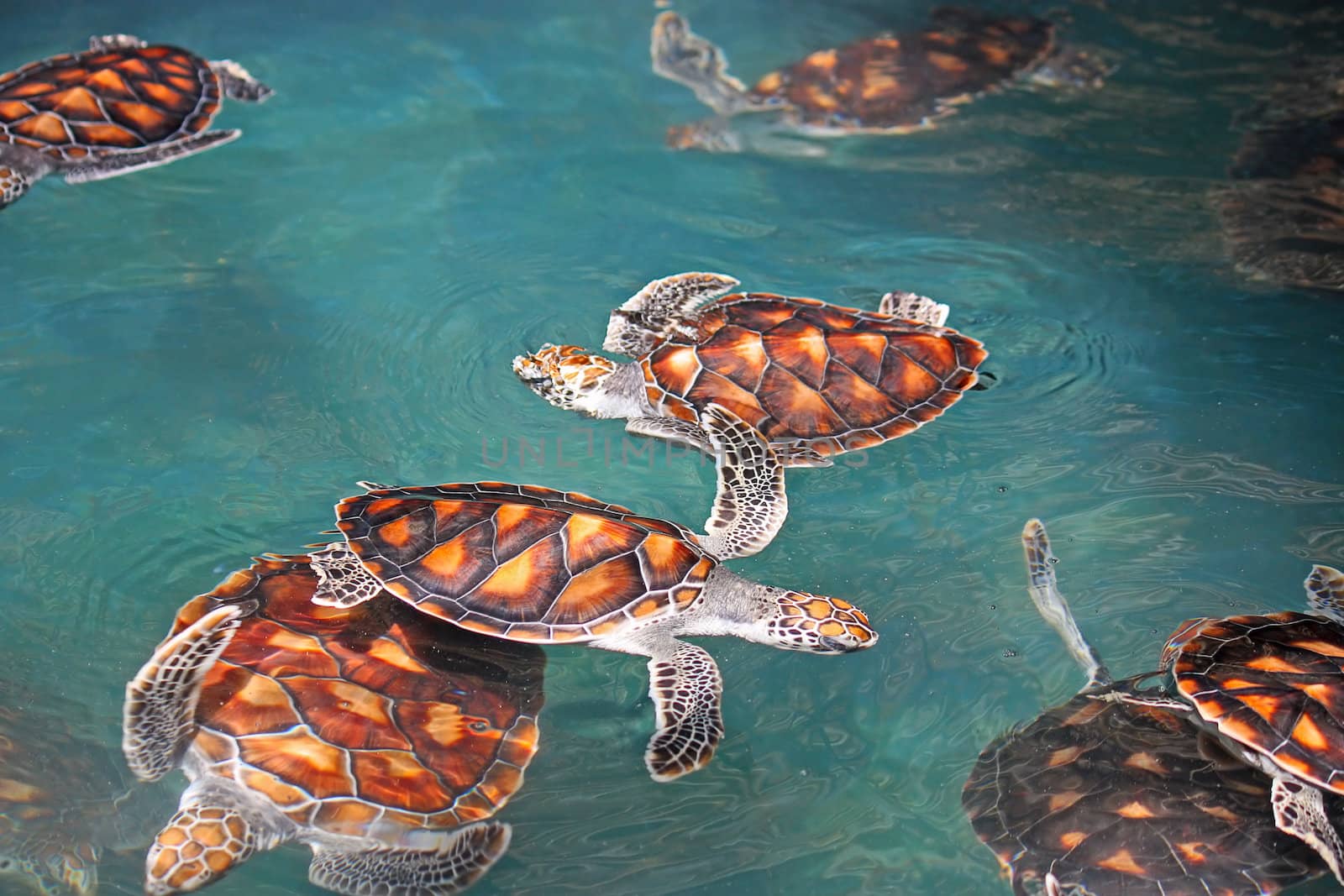 marine turtles by zhannaprokopeva