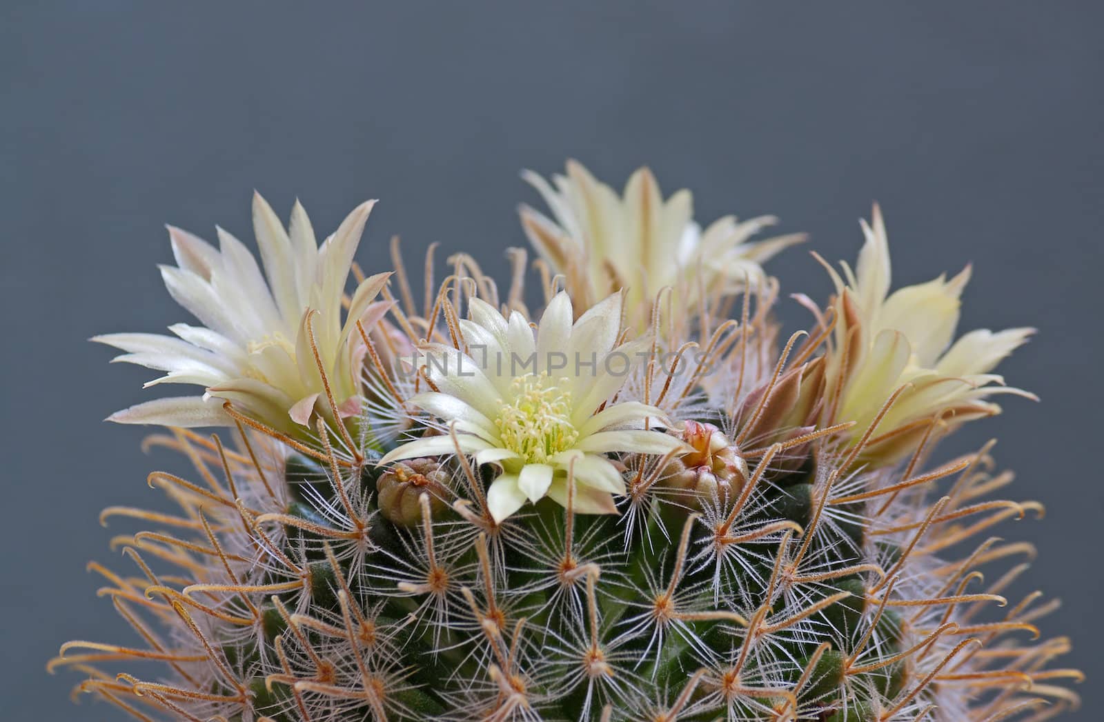 Cactus flowers  on dark  background.Image with shallow depth of field.