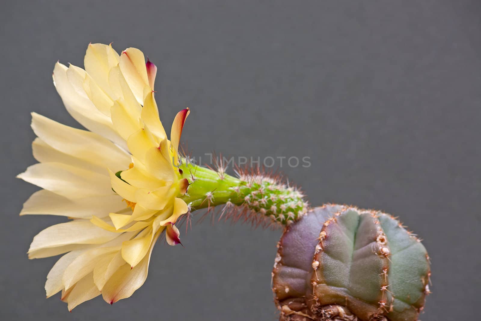 Cactus flower by zhannaprokopeva