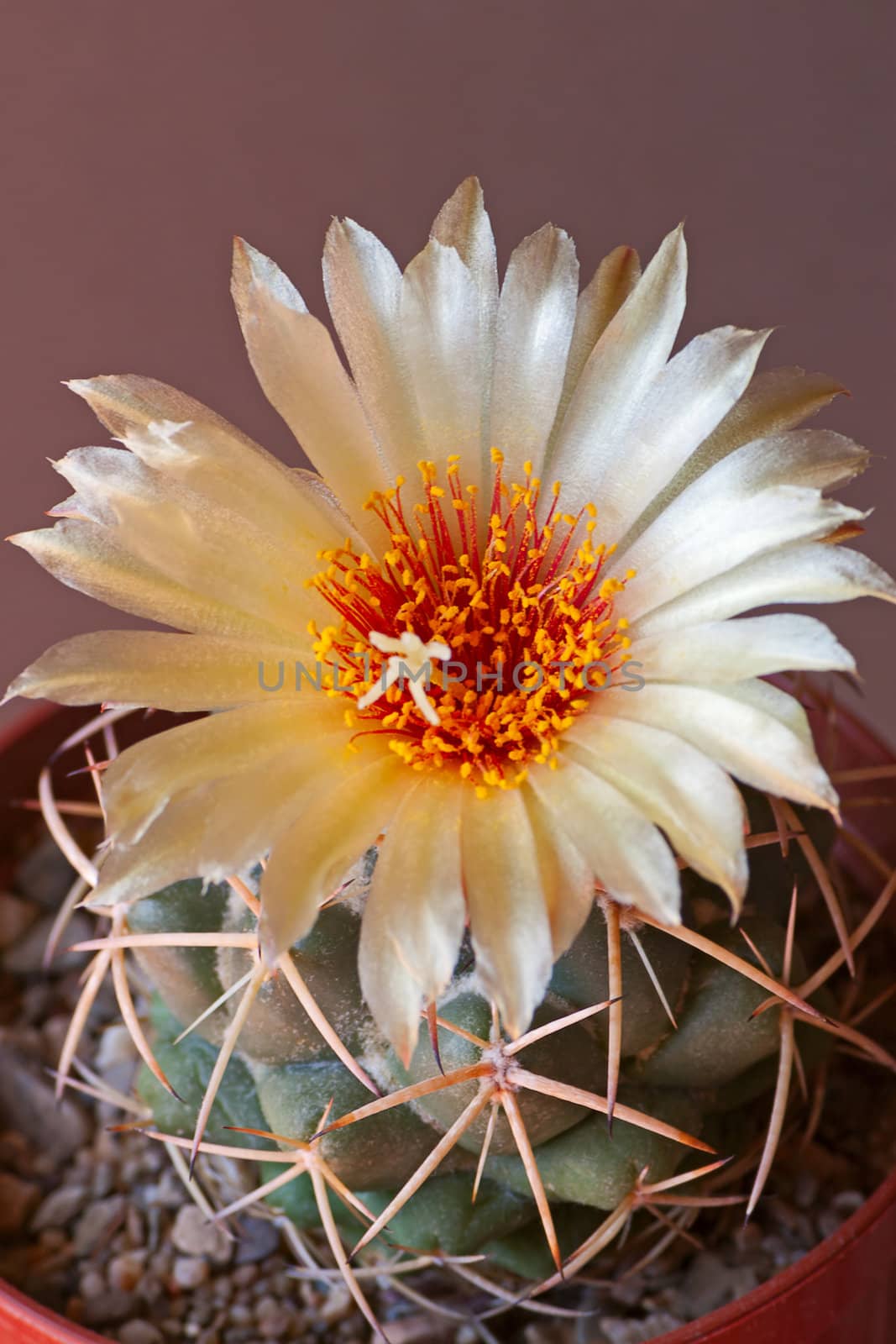Cactus flower  on dark  background.Image with shallow depth of field.