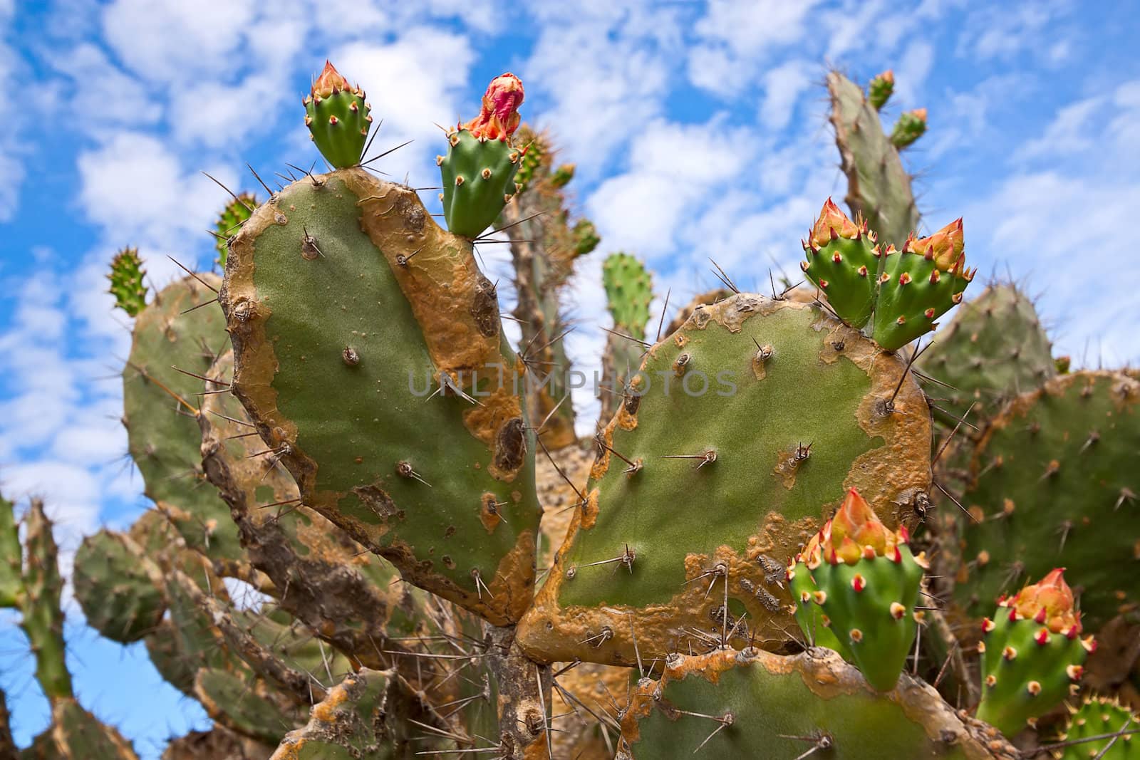 Red fruits of  prickly pear on background of blue sky, Vietnam.