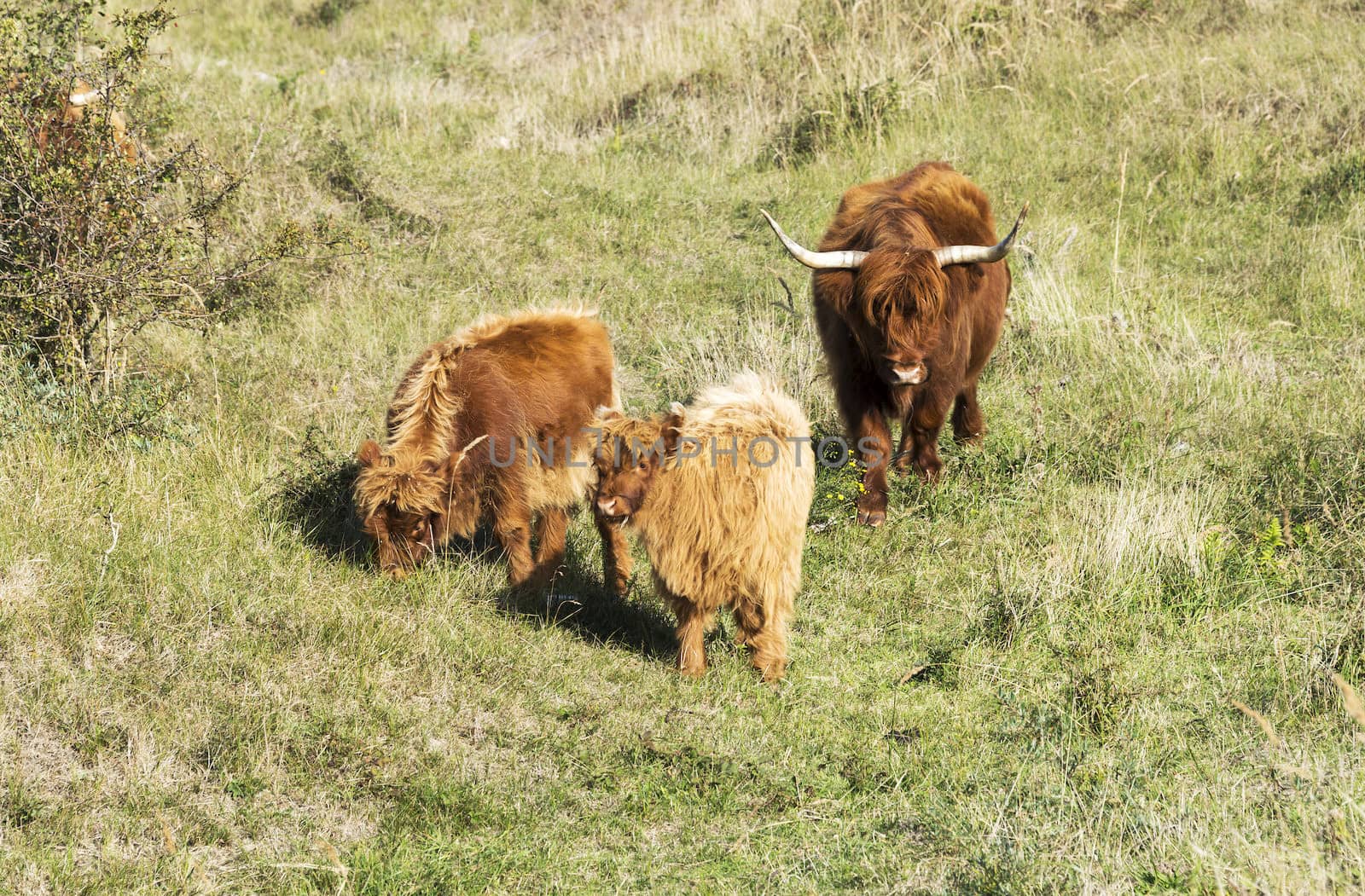 mother galloway and two young animals in dutch nature