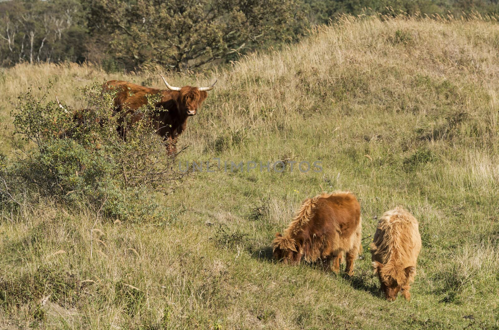 mother galloway and two young animals in dutch nature