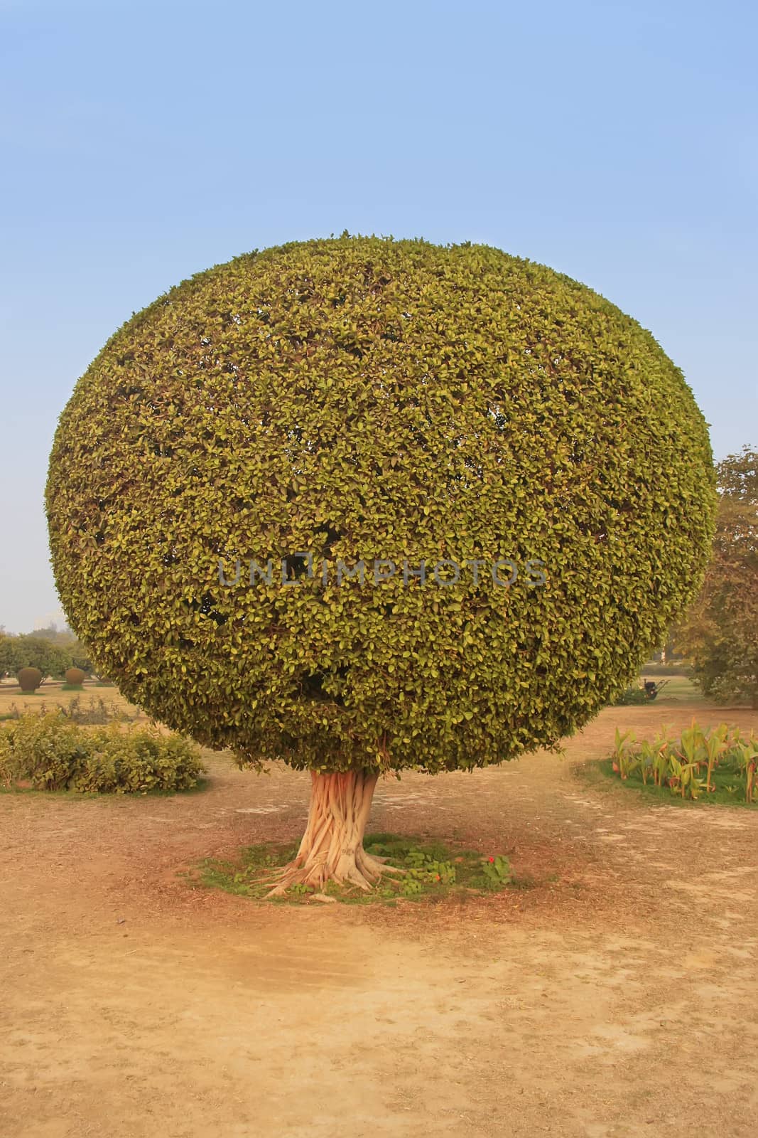 Trees in a garden around Lotus Temple, New Delhi, India