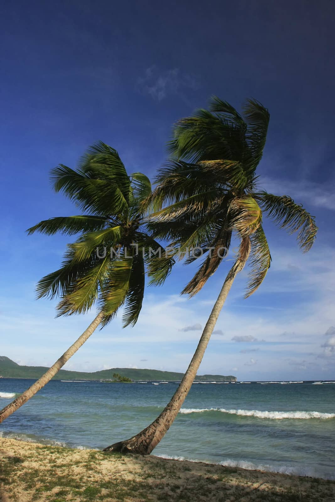 Leaning palm trees at Las Galeras beach, Samana peninsula, Dominican Republic