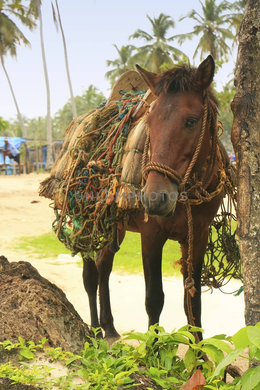 Small horse at Rincon Beach, Samana Peninsula, Dominican Republic