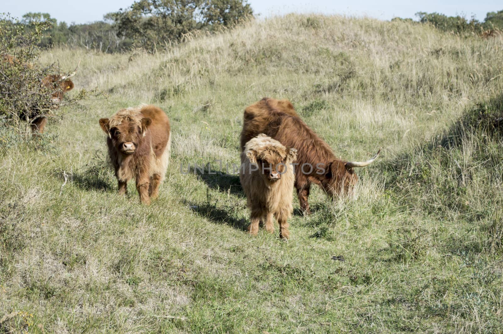 galloway mammal in the dutch nature waterplas near rockanje