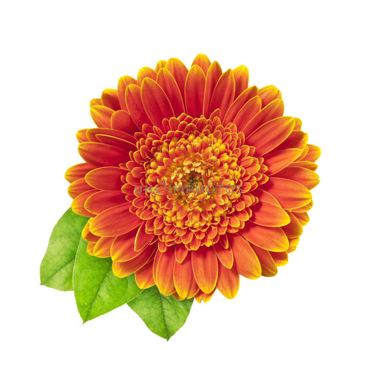 Orange gerberas daisy with three leaves isolated on a white background.