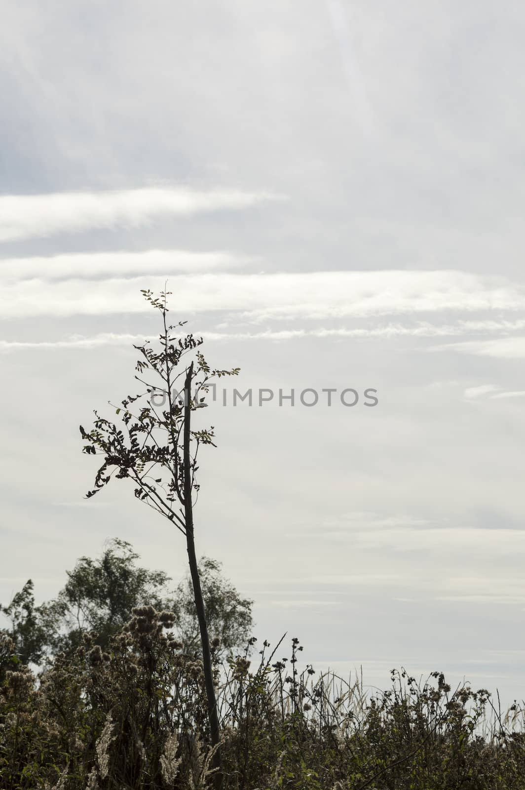 wild plants with clouds as bakcground