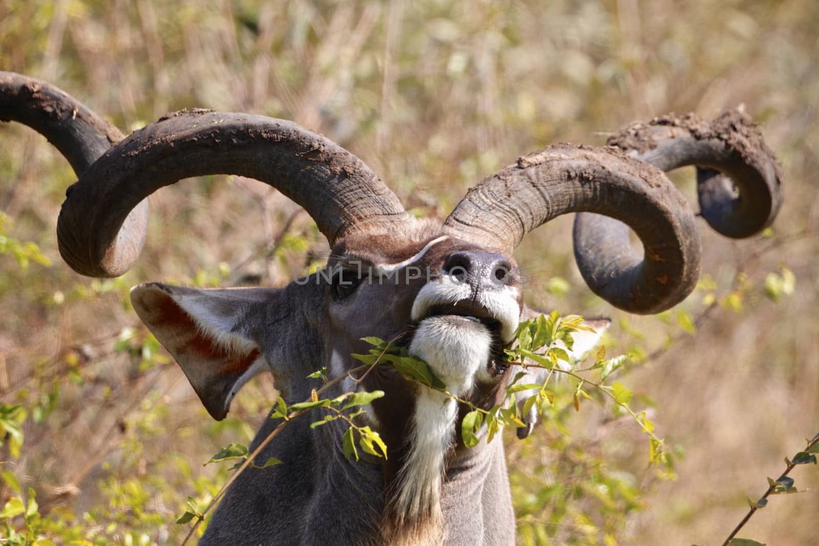 Kudu bull eating in the Kruger National Park, South Africa