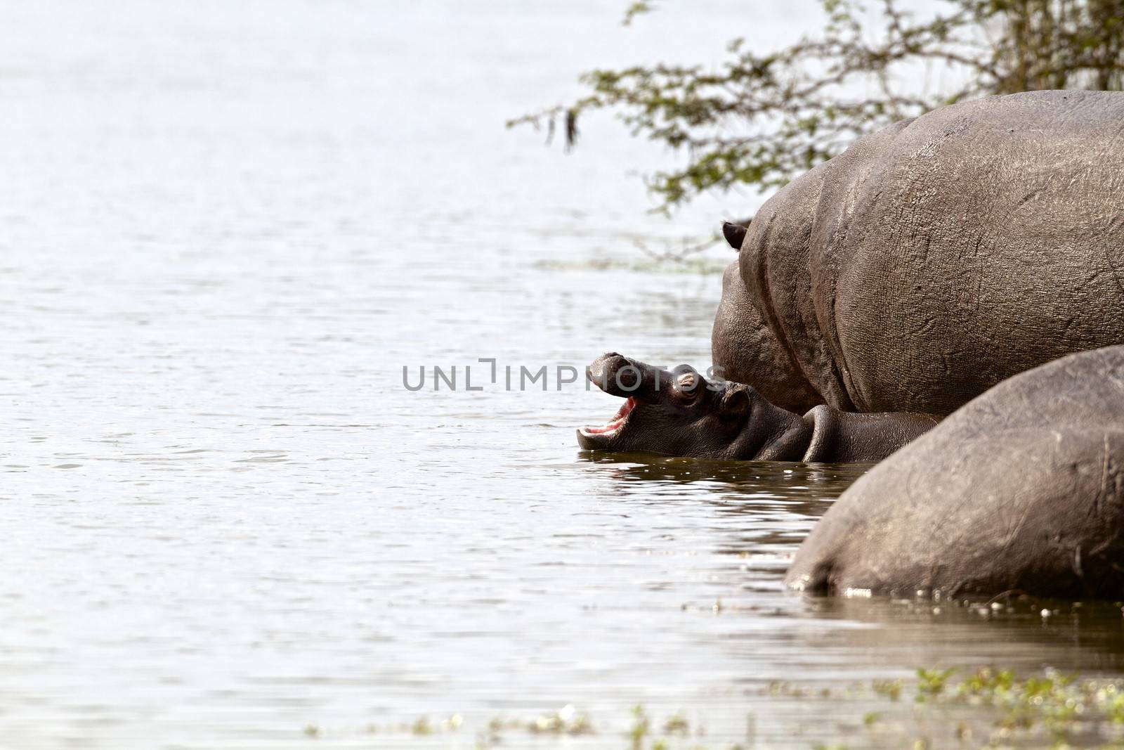 Baby hippo yawning in the Kruger National Park, South Africa