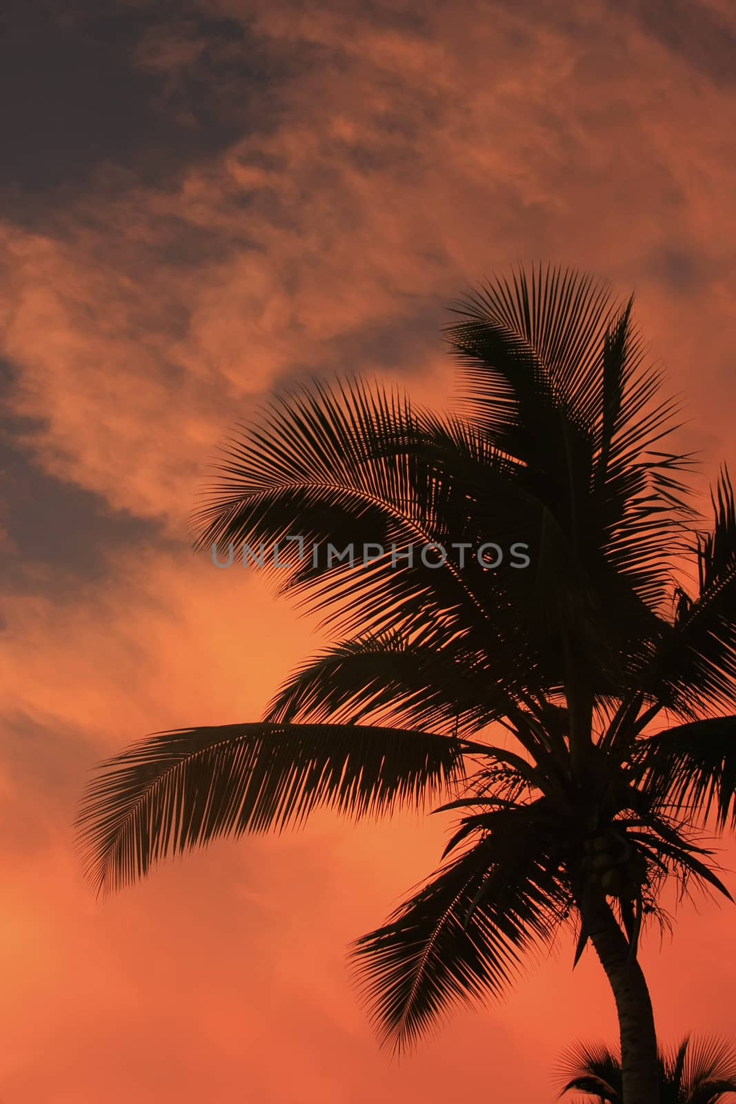 Silhouette of palm tree at sunset by donya_nedomam