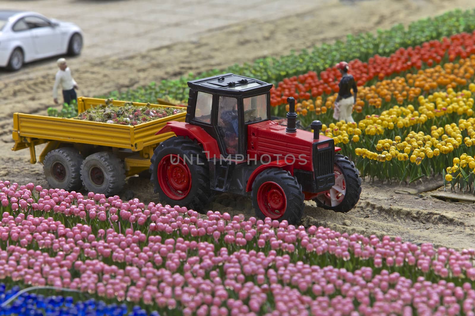 Farming tulips in Madurodam Miniature Town, Netherlands, 