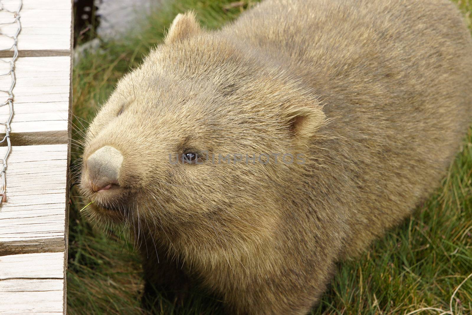 Wombat, Tasmania, Australia by alfotokunst