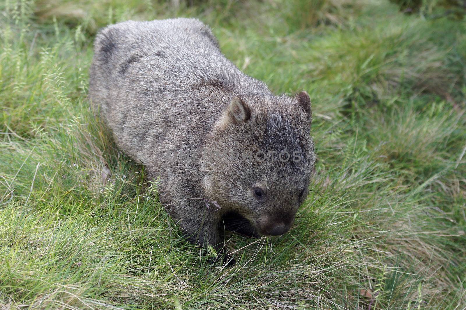 Wombat, Tasmania, Australia by alfotokunst