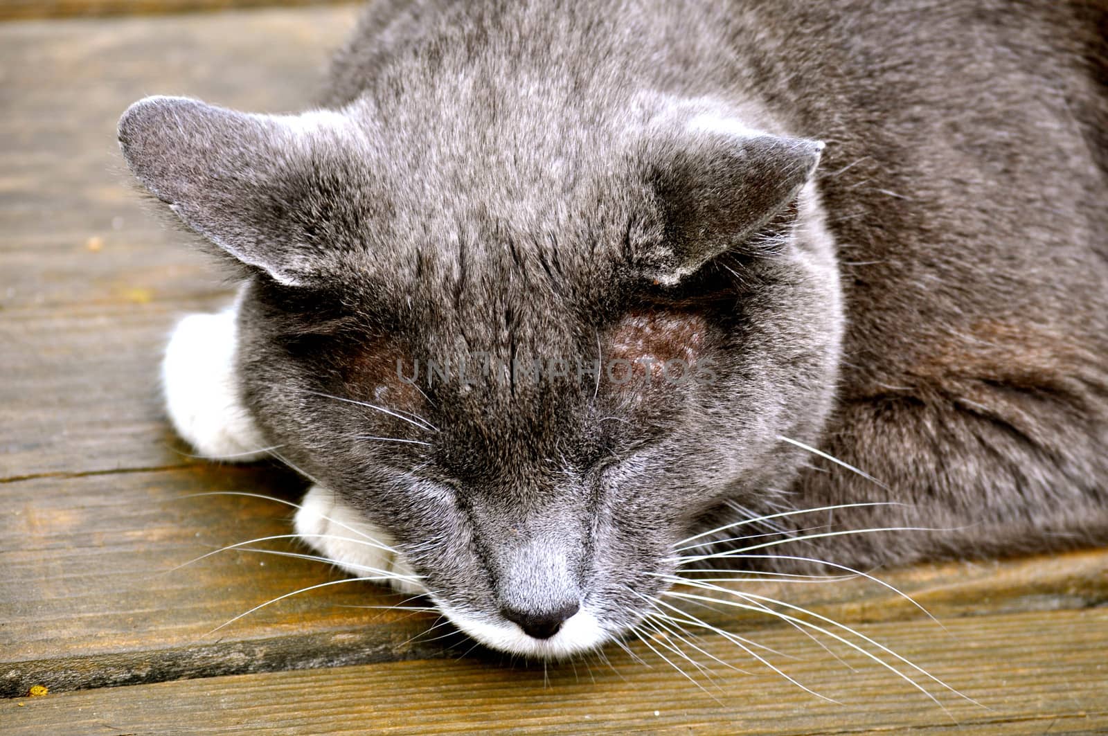 Cat Sleeps on Picnic Table