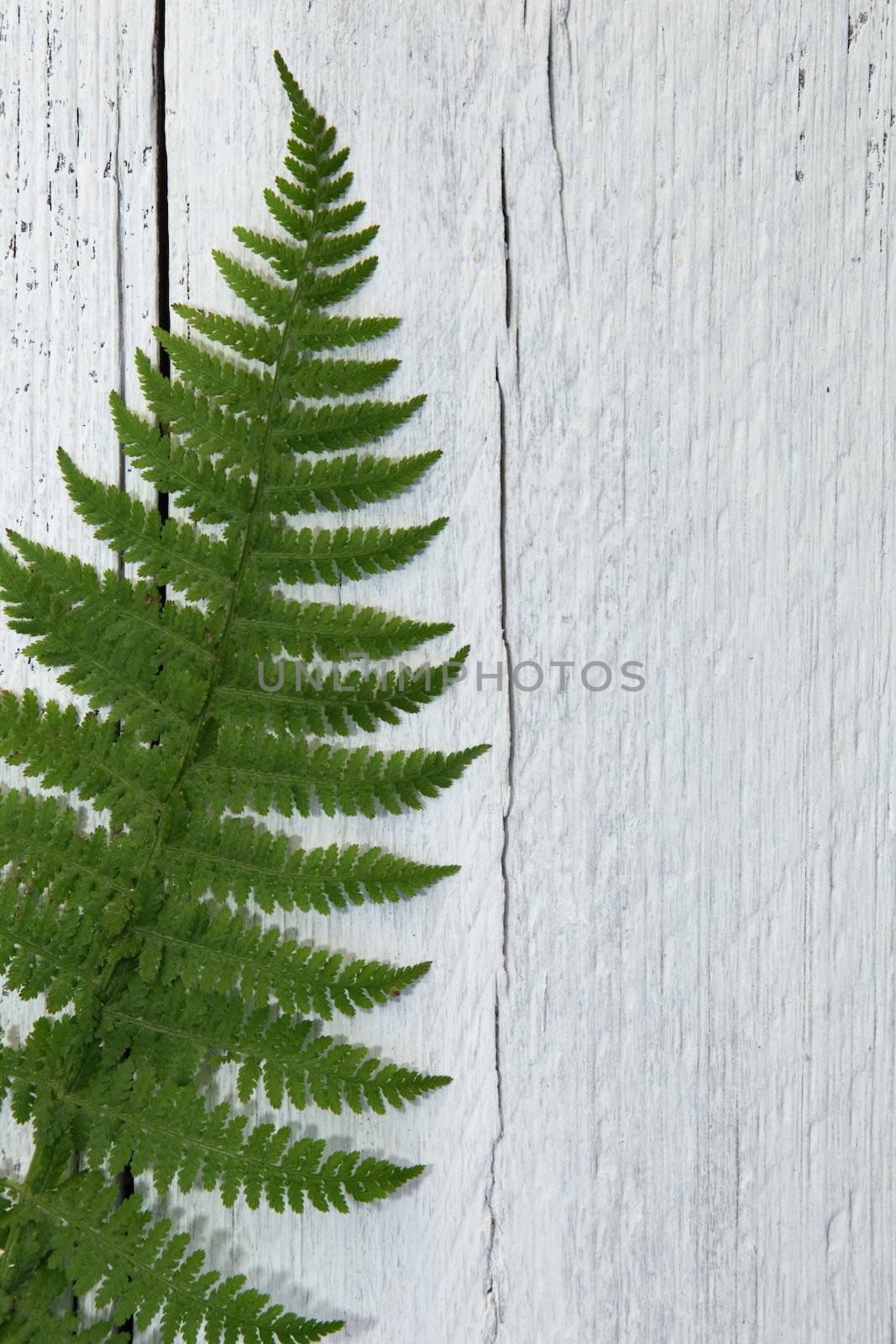 Overhead view of a fresh green fern leaf lying on textured white painted wooden planks with cracks and copyspace for your text