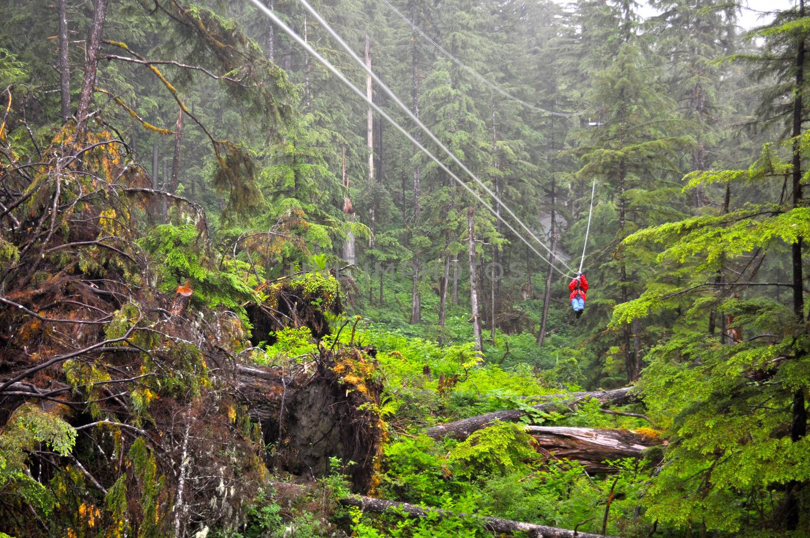 Ziplining in the forest of Ketchikan, Alaska
