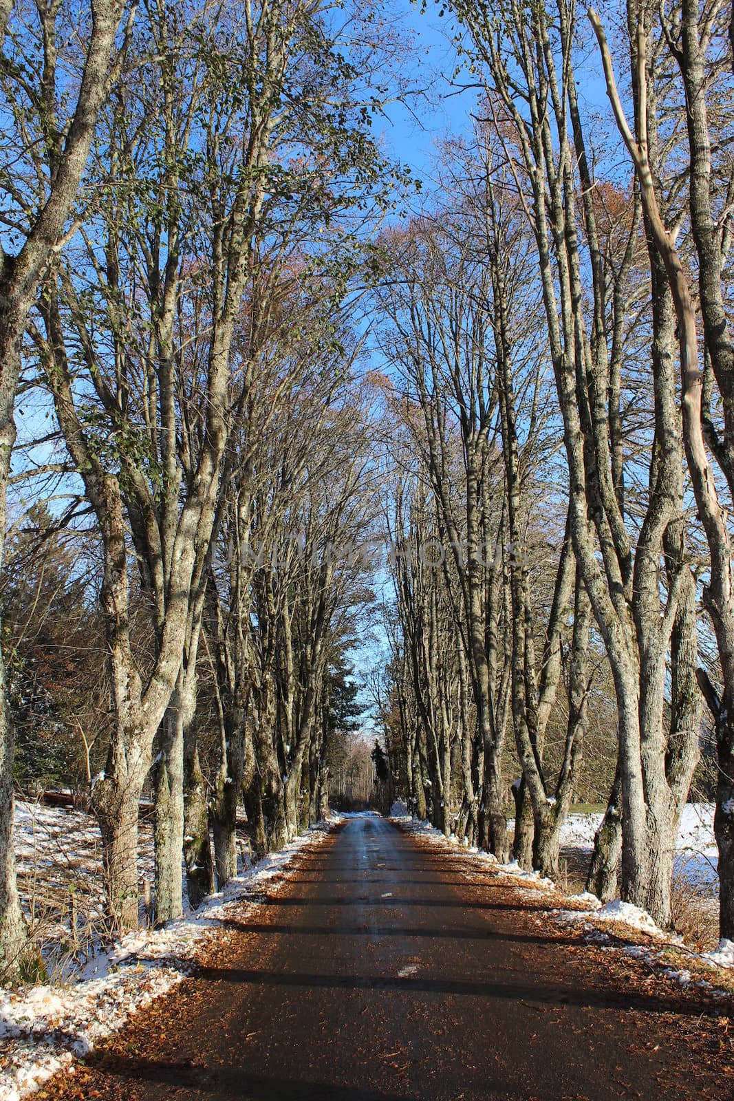 A road in winter , in the mountains, with beautiful trees, and blue sky.