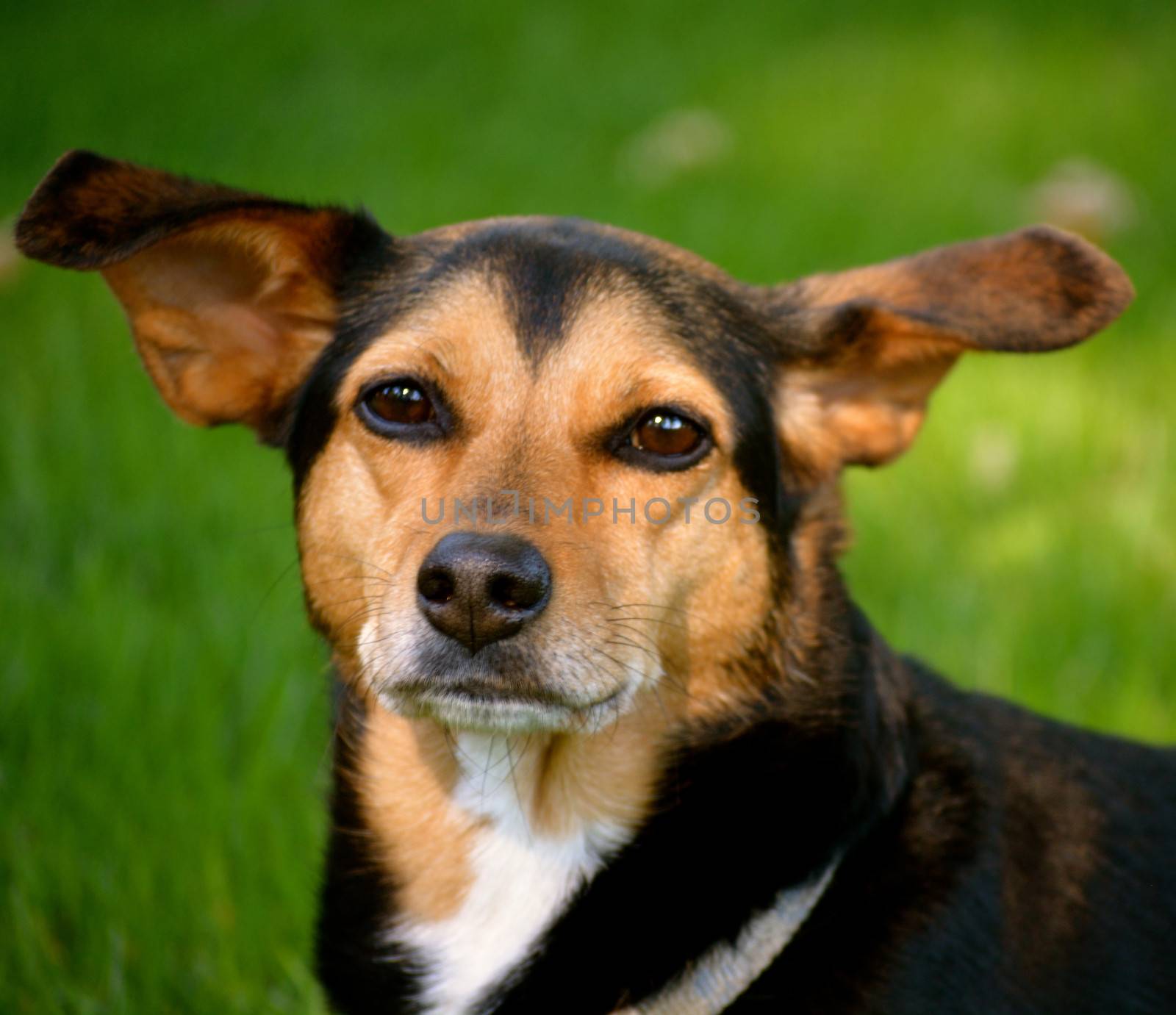 Meagle - Min-Pin Beagle Mixed Breed Dog by RefocusPhoto