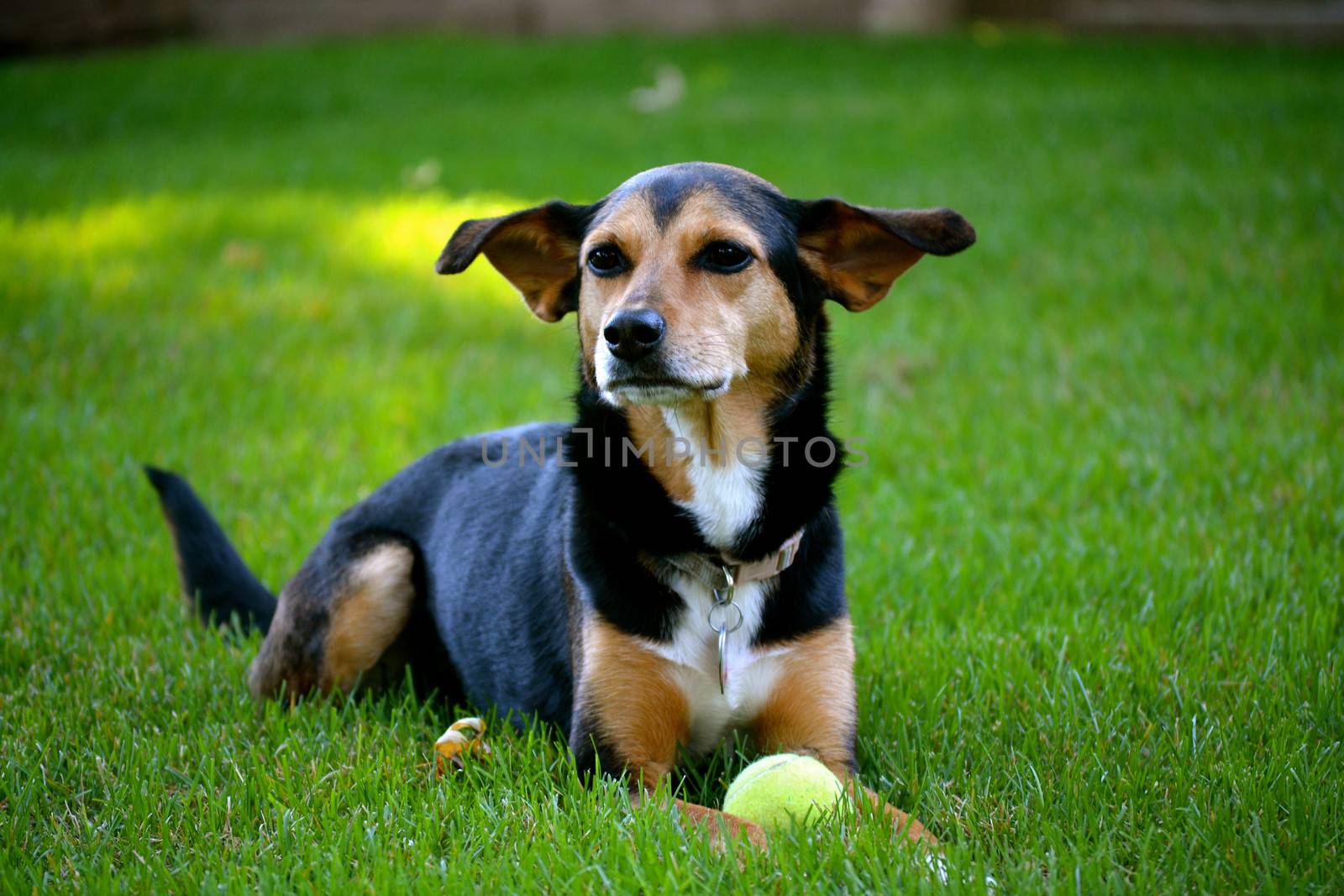 Meagle - Min-Pin Beagle Mixed Breed Dog by RefocusPhoto