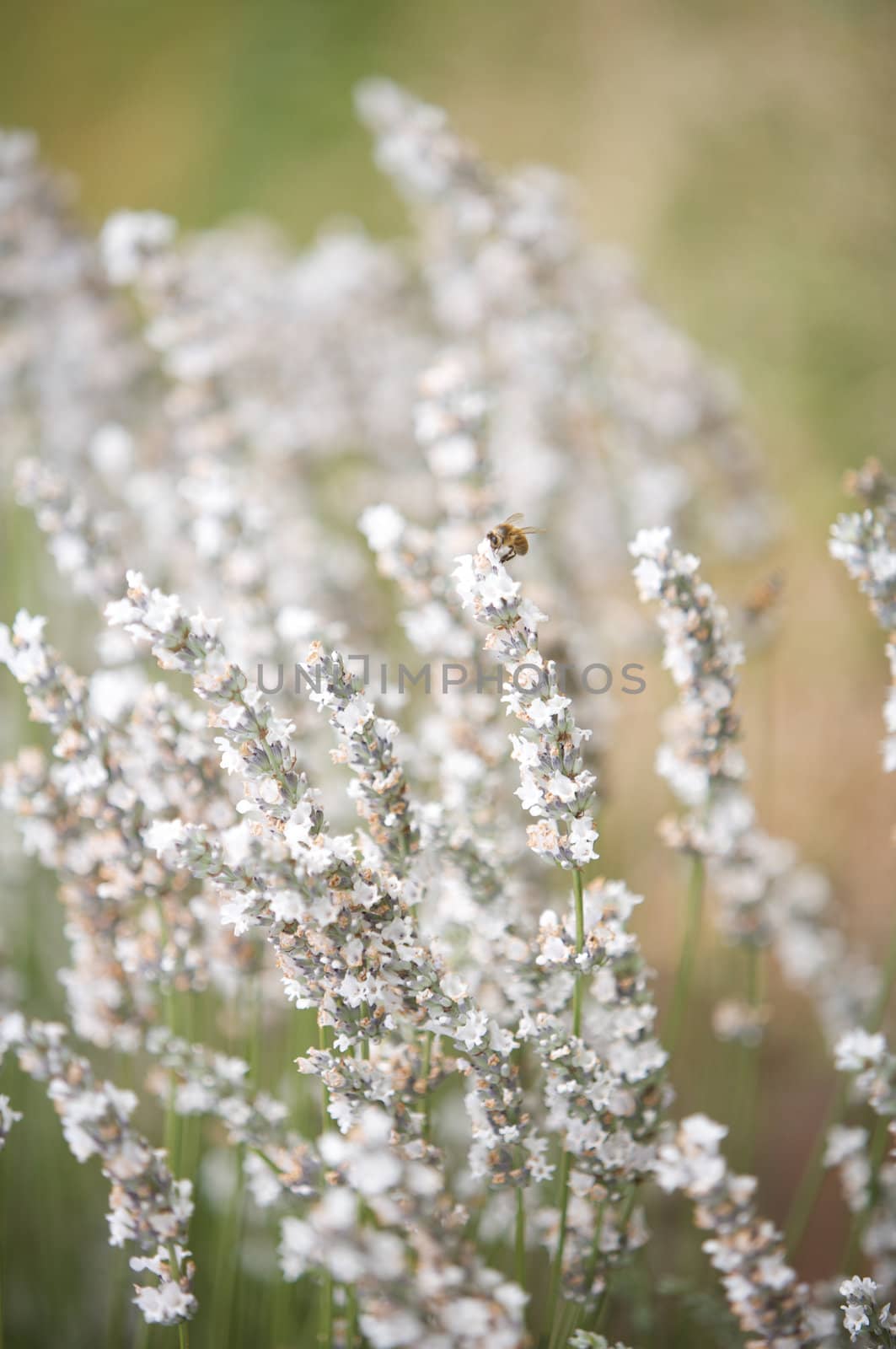 White Lavender Flowers Seen Close up