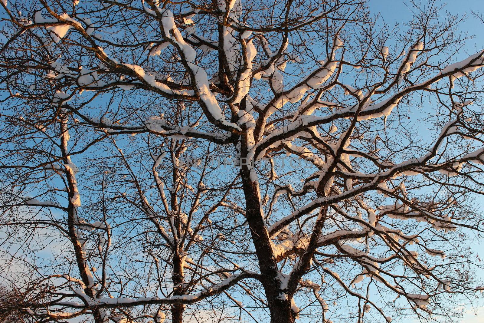 branch with snow at winter, with blue sky.
