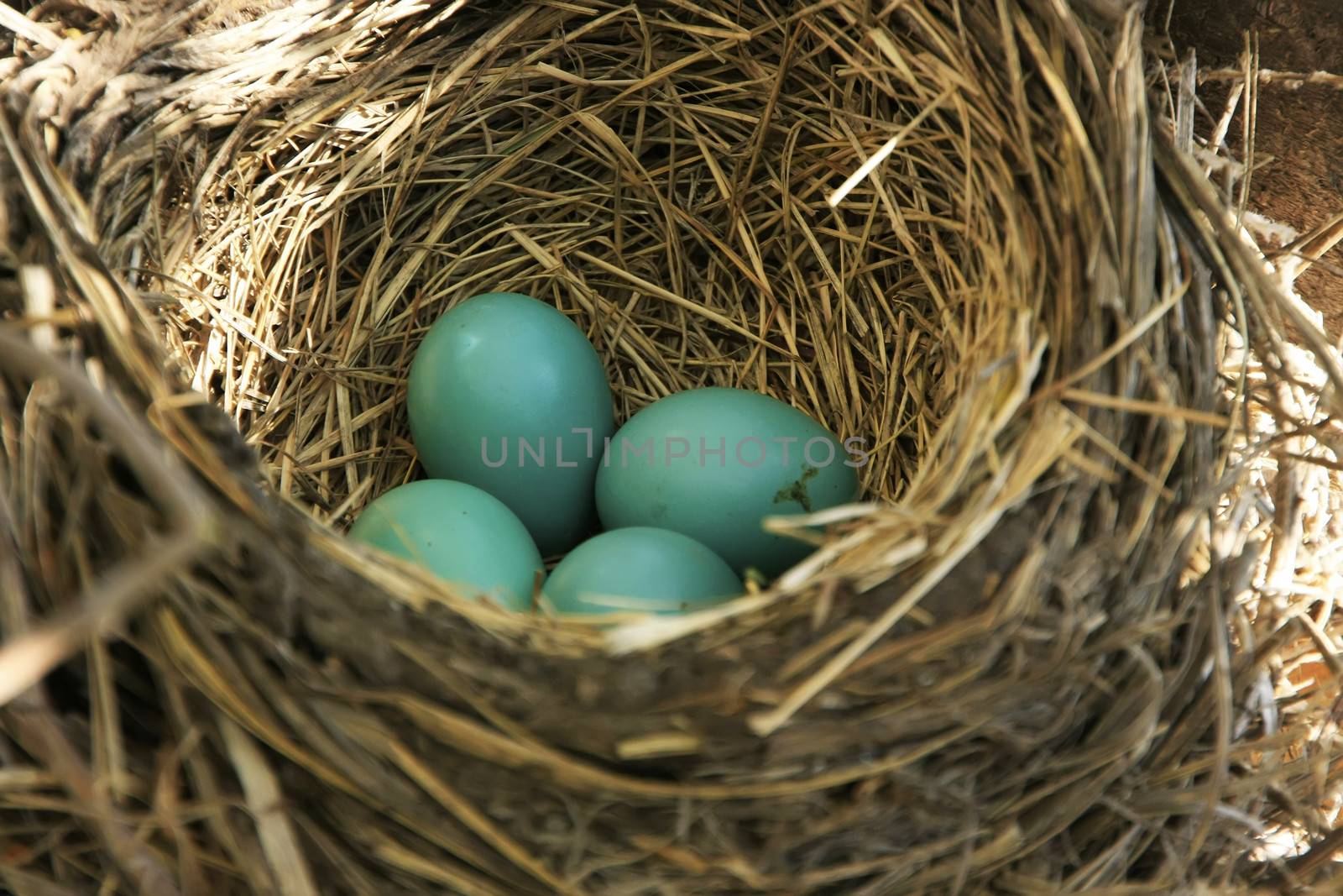 American Robin nest with eggs by donya_nedomam