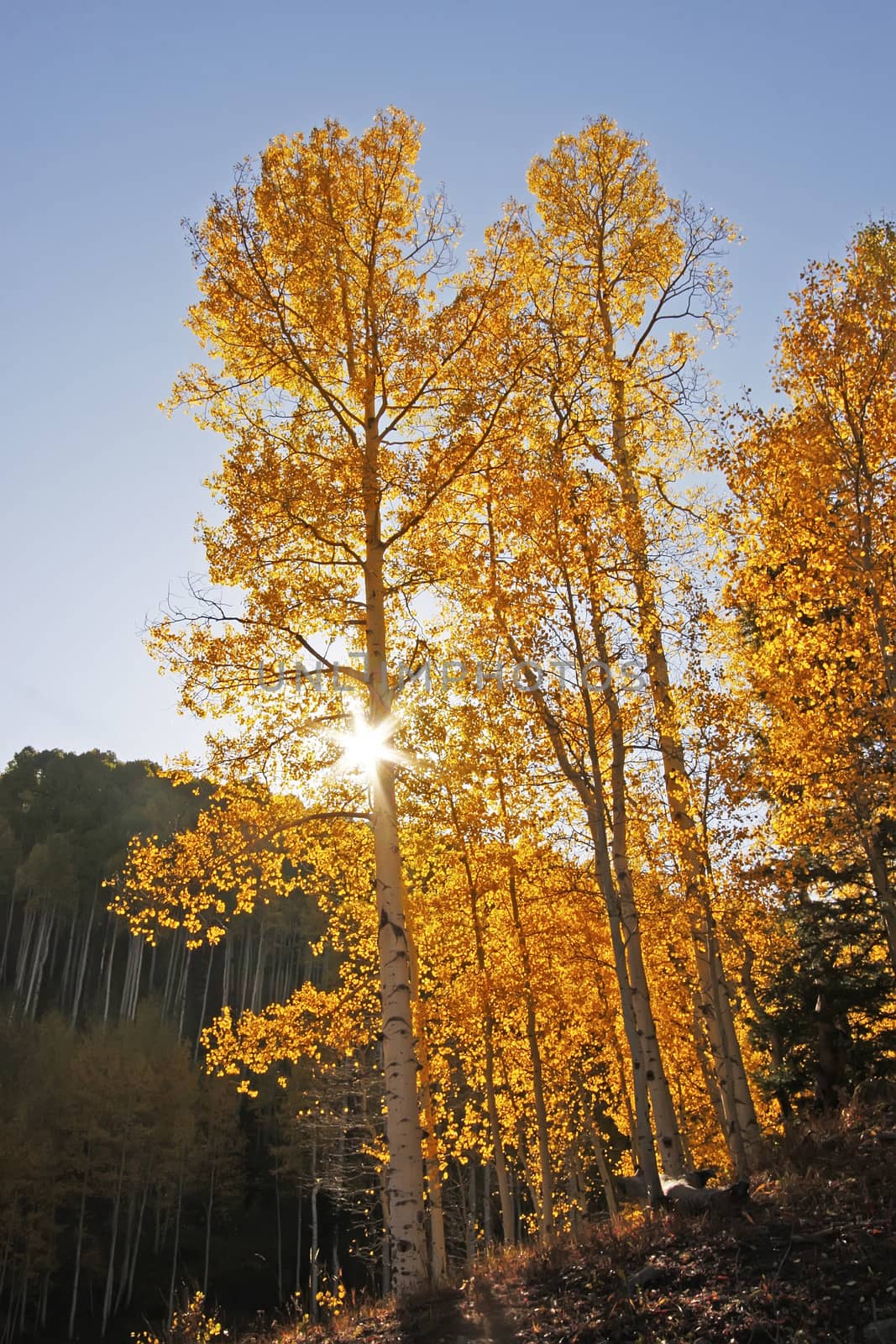 Aspen trees with fall color, San Juan National Forest, Colorado by donya_nedomam